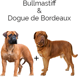 Bully Bordeaux Dog